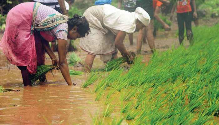 झारखंड में किसानों को इस साल अच्छी फसल की उम्मीद, 31 जुलाई तक रोपाई की दी गई सलाह झारखंड में किसानों को इस साल अच्छी फसल की उम्मीद, 31 जुलाई तक रोपाई की दी गई सलाह