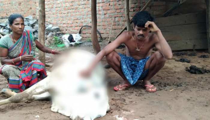 ଗୋରୁ ଗାଈଙ୍କୁ ଅଜଣା ରୋଗ, ୫ ଦିନରେ ଗଲାଣି ୮ ବଳଦଙ୍କ ଜୀବନ ଗୋରୁ ଗାଈଙ୍କୁ ଅଜଣା ରୋଗ, ୫ ଦିନରେ ଗଲାଣି ୮ ବଳଦଙ୍କ ଜୀବନ