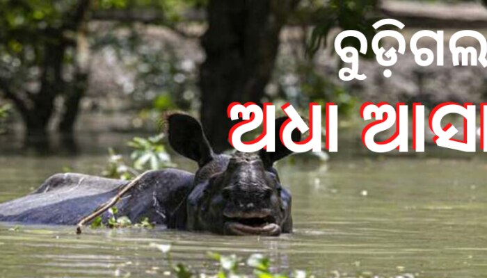 ଆସାମରେ ବନ୍ୟା ବିତ୍ପାତ, ଗଲାଣି ୧୦୦ରୁ ଊର୍ଦ୍ଧ୍ୱ ପଶୁଙ୍କ ଜୀବନ ଆସାମରେ ବନ୍ୟା ବିତ୍ପାତ, ଗଲାଣି ୧୦୦ରୁ ଊର୍ଦ୍ଧ୍ୱ ପଶୁଙ୍କ ଜୀବନ