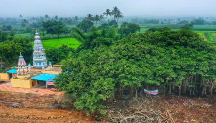 ୪୦୦ ବର୍ଷ ପୁରୁଣା ଗଛକୁ ବଞ୍ଚାଇବା ପାଇଁ ହାଇୱେ ପ୍ରକଳ୍ପରେ କରାଗଲା ପରିବର୍ତ୍ତନ ୪୦୦ ବର୍ଷ ପୁରୁଣା ଗଛକୁ ବଞ୍ଚାଇବା ପାଇଁ ହାଇୱେ ପ୍ରକଳ୍ପରେ କରାଗଲା ପରିବର୍ତ୍ତନ