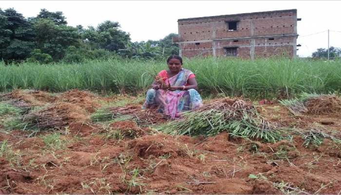 झारखंड: लेमन ग्रास से आत्मनिर्भरता का पाठ पढ़ा रही ग्रामीण महिलाएं, PM ने भी की तारीफ झारखंड: लेमन ग्रास से आत्मनिर्भरता का पाठ पढ़ा रही ग्रामीण महिलाएं, PM ने भी की तारीफ