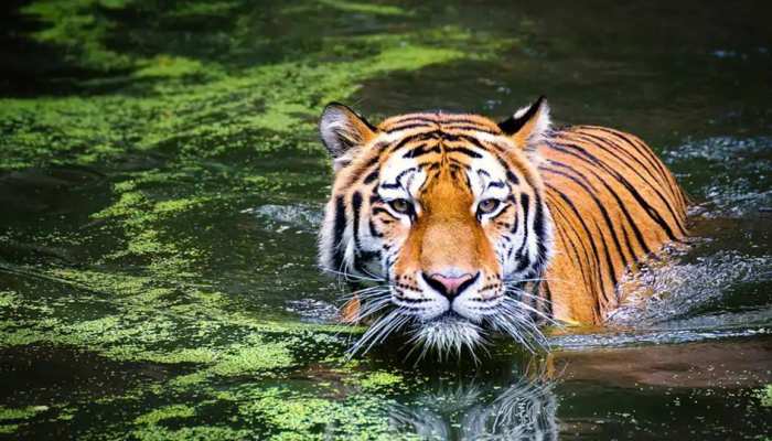 ଆଜି ହେଉଛି International Tiger Day, ଜାଣନ୍ତୁ ବାଘଙ୍କ ସହ ଜଡିତ ରୋଚକ ପୂର୍ଣ୍ଣ ତଥ୍ୟ... ଆଜି ହେଉଛି International Tiger Day, ଜାଣନ୍ତୁ ବାଘଙ୍କ ସହ ଜଡିତ ରୋଚକ ପୂର୍ଣ୍ଣ ତଥ୍ୟ...
