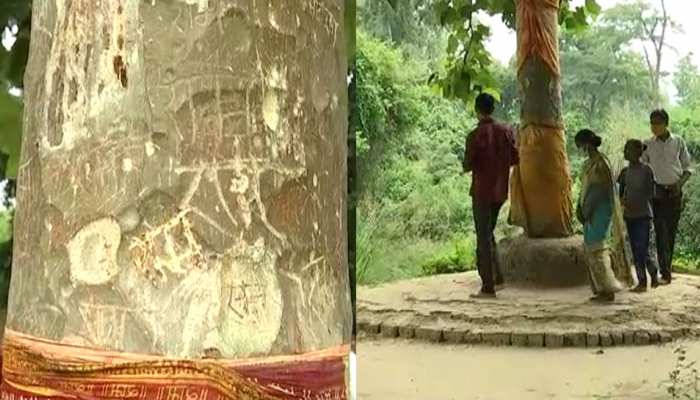 Interpretive Agurk glæde Know about the miraculous tree of Ayodhya on its branches Name of Ram  emerges automatically | अयोध्या का ऐसा चमत्कारी पेड़ जिसकी डाल और टहनियों  पर अपने आप उभरता है राम का