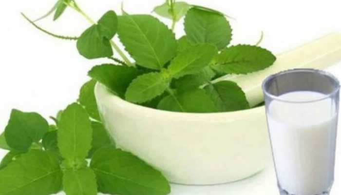 Benefits of Tulsi की ताज़ा खबरे हिन्दी में | ब्रेकिंग और लेटेस्ट न्यूज़ in Hindi - Zee News Hindi