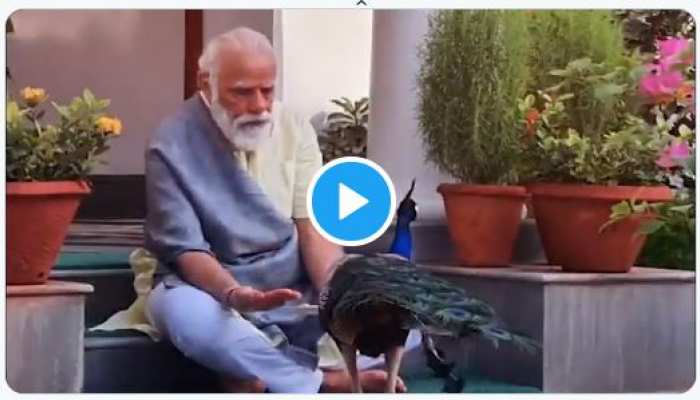 भोर भयो बिन शोर, मन &#039;मोर&#039; भयो विभोर, सोशल मीडिया पर पीएम मोदी का VIDEO