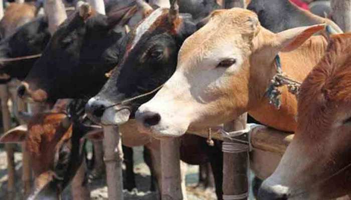 गौशाला में एक साथ 19 पशुओं की मृत्यु, मौत के कारणों पर रहस्य कायम