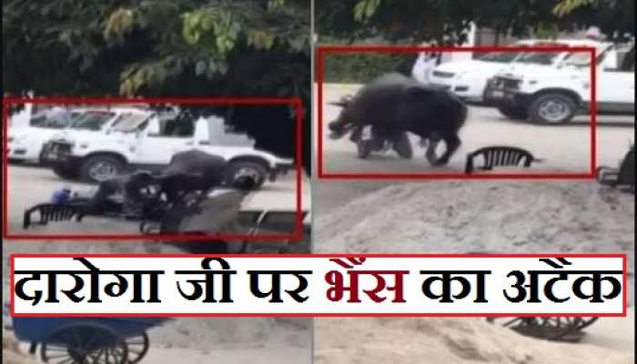 Buffalo Attacks Police Officer On Bike And Drags Him On Road In Uttar Pradesh जब भ स न द र ग ज क उठ कर पटक द य फ र क य ह आ Hindi News व यरल स क न