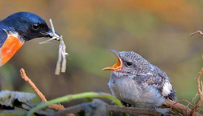 Family Of Rare Bird Show In Udaipur उदयप र ल ट न क स खद पहल आय स मन द ख द र लभ प रज त क च ड य क पर व र Hindi News र जस थ न