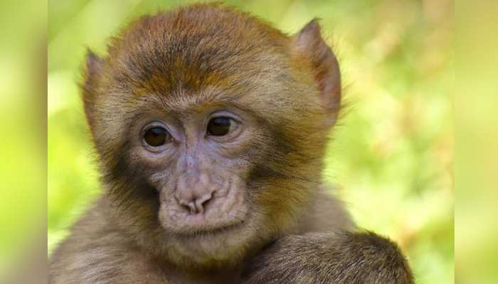 एक लापता बंदर की हो रही तलाश, खोजने वाले को मिलेंगे 50 हजार