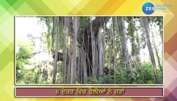 world largest 'Great Banyan Tree' in Fatehgarh have lots of story