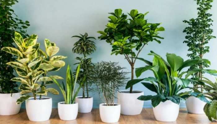 according to vastu these plants are considered inauspicious at home | Vastu  Tips: घर में भूल से भी न लगाएं ये 5 पेड़-पौधे, मुसीबतों का टूट पड़ता है  पहाड़ | Hindi News,