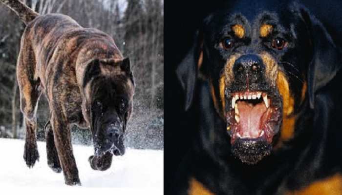 The Most Dangerous Dog Breeds Of The World Most Dangerous Dog Breeds य ह द न य क 5 सबस खतरन क क त त खतर भ पत ह कर द त ह हमल Hindi News