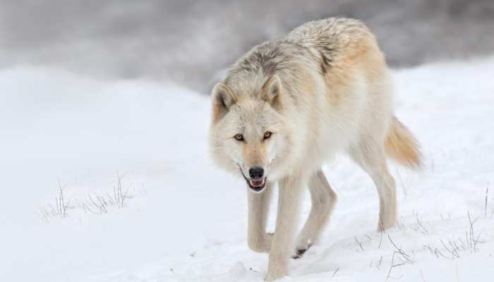 Female Wolf Walked 14 Thousand Km To Find Mate But Dies Alone प य र प न क ल ए 14000 क म प दल चल Wolf आग क कह न ज नकर द ल क प ज एग आपक Hindi News जर हटक