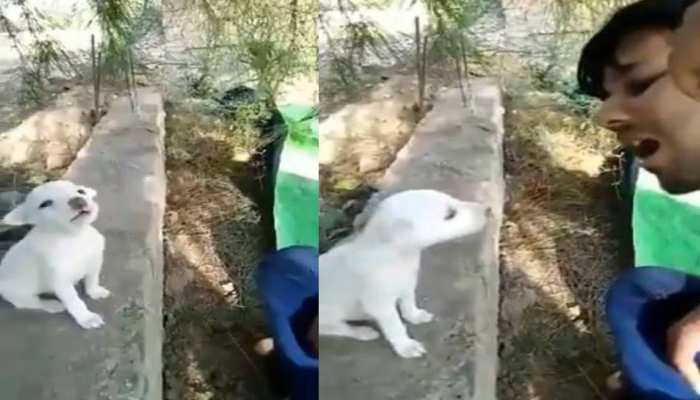 Funny Video Of A Puppy Singing With A Human Goes Viral On Social Media Viral Video क त त क बच च न म ल ए शख स क स थ स र द ख ए द ल छ ल न व ल व ड य