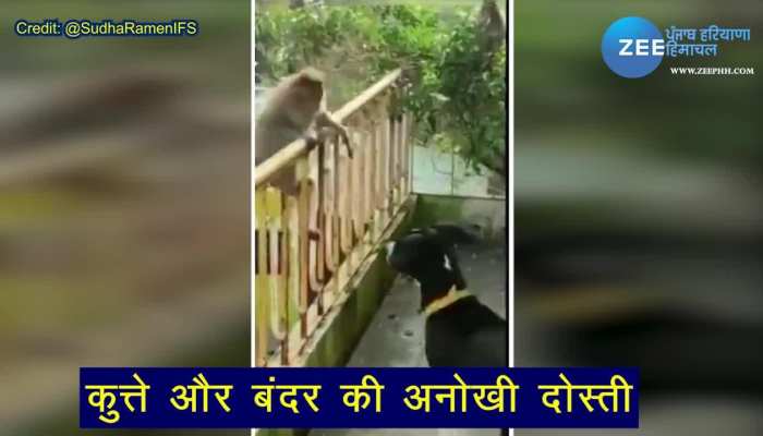 ਬਾਂਦਰ ਤੇ ਕੁੱਤੇ ਦੀ ਦੋਸਤੀ ਦਾ ਮਜ਼ੇਦਾਰ Video