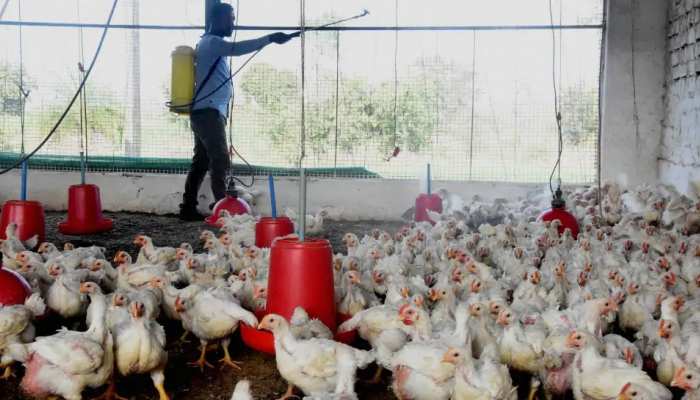 दिल्ली की Ghazipur Murga Mandi अगले 10 दिनों तक बंद, Bird Flu से निपटने के लिए सरकार का फैसला दिल्ली की Ghazipur Murga Mandi अगले 10 दिनों तक बंद, Bird Flu से निपटने के लिए सरकार का फैसला