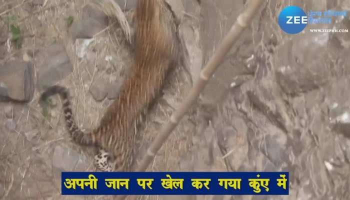 Leopard Rescue operation Video Viral