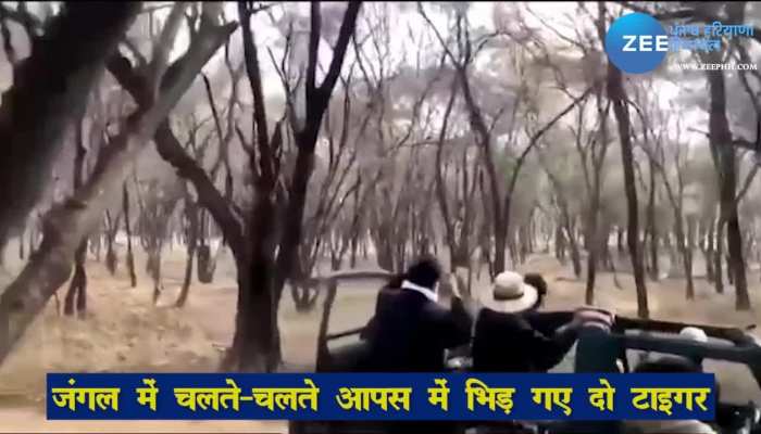 Forest Two Tiger Fight Each Other Video Viral