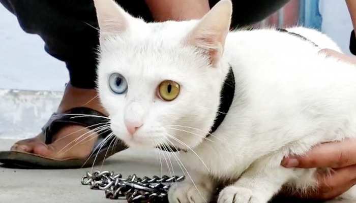 India Rarest Khao Manee Cat Found In Forest One Eye Blue And One Golden Mpsn ज गल म म ल भ रत क सबस द र लभ ब ल ल एक आ ख न ल और एक ग ल डन क मत ज नकर