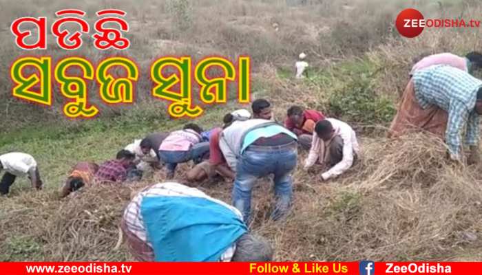 ରାସ୍ତାକଡରେ ଗଞ୍ଜେଇ, ଗୋଟାଇବାରେ ବ୍ଯସ୍ତ ପଥଚାରୀ ରାସ୍ତାକଡରେ ଗଞ୍ଜେଇ, ଗୋଟାଇବାରେ ବ୍ଯସ୍ତ ପଥଚାରୀ