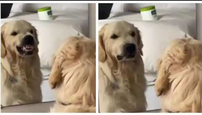 Viral Video Dog Gave Tremendous Expression In Front Of Glass Social Media Users Convinced Omg श श क आग क त त न द य जबरदस त Expression क यल ह ए स शल म ड य य जर स Hindi News