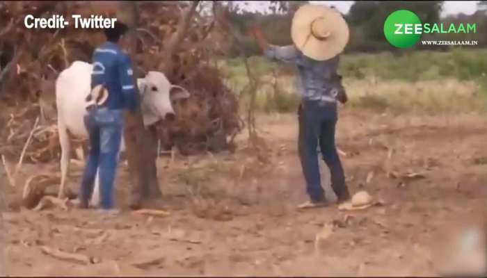 cow viral video cow attack on a man viral video