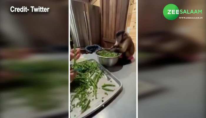 monkey cutting vegetables viral video monkey viral video