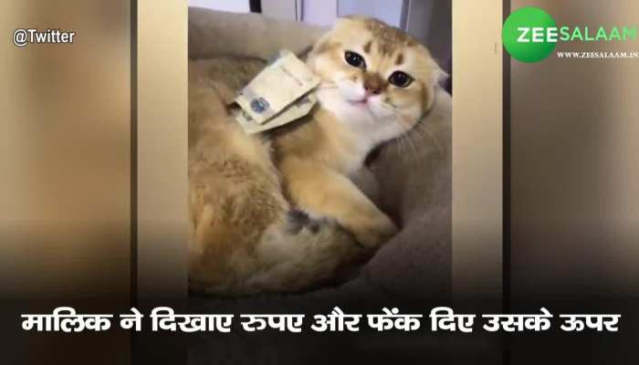 cat viral video cat taking money from his owner