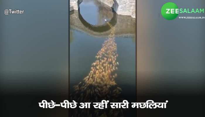 Hundreds of fish following the duck in the river viral video