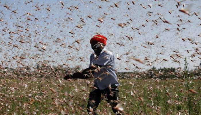 Locust Attack Kenya scientists start Locust business, will get Rs 33 for 1kg locust Locust Attack Kenya scientists start Locust business, will get Rs 33 for 1kg locust