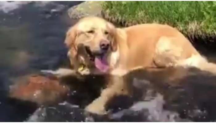 Viral Video: अपनी ही दुनिया में मस्ती करता नजर आया कुत्ता, देखिए मजेदार वीडियो Viral Video: अपनी ही दुनिया में मस्ती करता नजर आया कुत्ता, देखिए मजेदार वीडियो