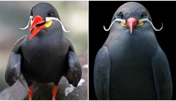 Inca Tern Bird: सोशल मीडिया पर वायरल हुई सफेद मूंछों वाली चिड़िया, आप भी देखते रह जाएंगे Inca Tern Bird: सोशल मीडिया पर वायरल हुई सफेद मूंछों वाली चिड़िया, आप भी देखते रह जाएंगे