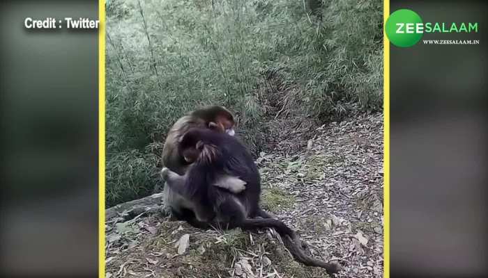 two monkey hug viral video viral video of monkey