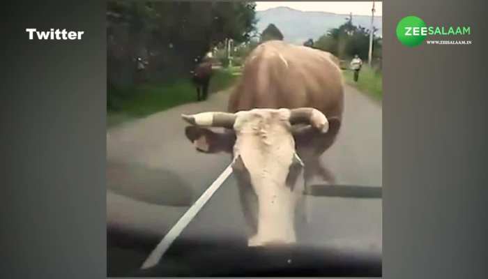 cow catwalk viral video