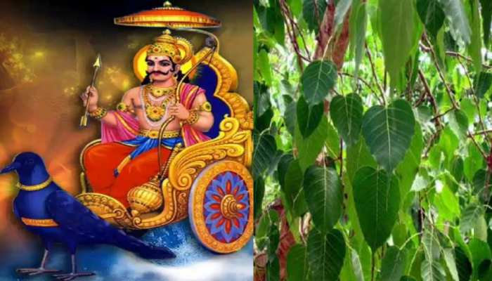 Worshipping Peepal Tree On Saturday Makes Shani Dev Happy Know Its Significance Shanidev क प रसन न करन ह त शन व र क जर र कर इस प ड क प ज हर द ष ह ग द र और