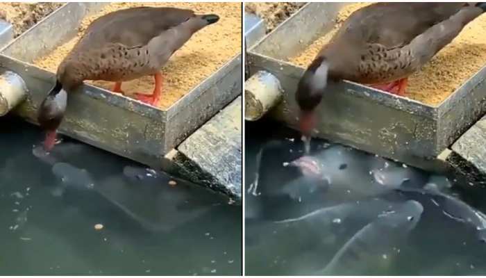 Viral Video: बतख ने मछलियों को डाला दाना, Social Media Users ने कहा- Sharing Is Caring Viral Video: बतख ने मछलियों को डाला दाना, Social Media Users ने कहा- Sharing Is Caring