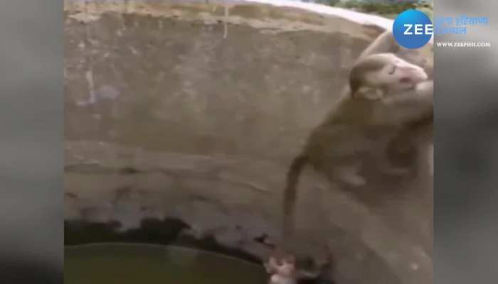 Monkey Teach Lesson Of Humanity