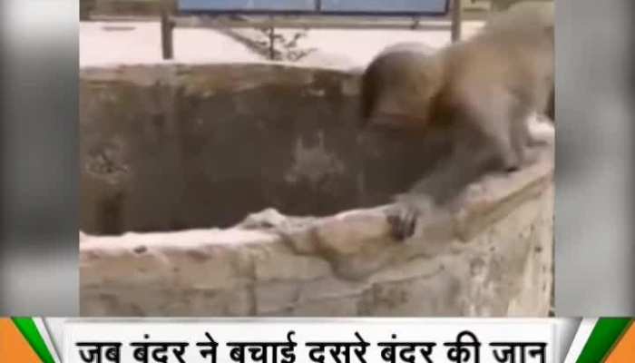 Viral Video : A monkey rescues another monkey
