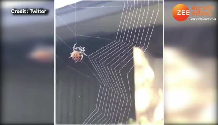Spider making his web watch viral video brmp