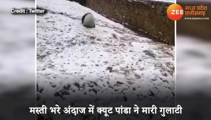 Panda enjoyed the snow see viral video brmp