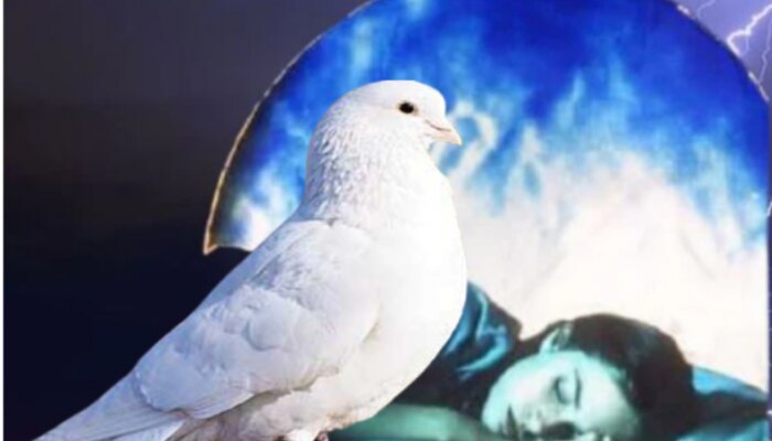 dream sapne mein kabootar dekhna dream astrology | เคธเคชเคจे ...