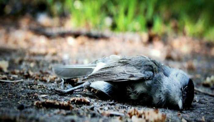 वाचून आच्छर्य वाटेल पण खरंय..! येथे दरवर्षी वेगवेगळ्या ठिकाणहून येऊन हजारो पक्षी आत्महत्या करतात..