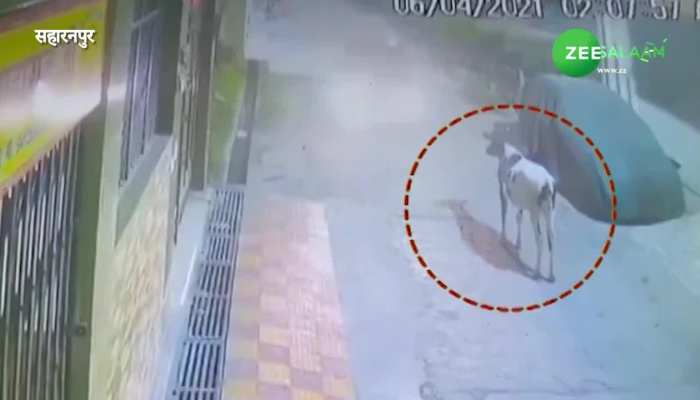 saharanpur Cow kidnapped in luxury saharanpur cow news