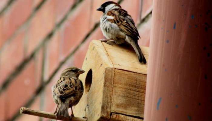 sparrow birds nest at your home keeps vastu dosh away and brings properity | Vastu Tips: कई तरह के वास्तु दोष दूर करती है गौरेया, घर में हो घोंसला तो बढ़ता है