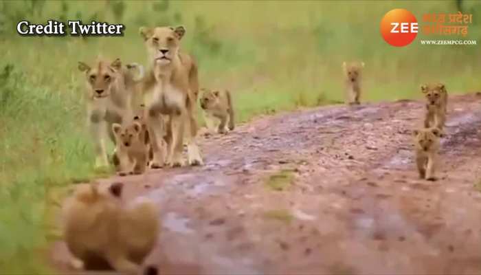 lion family wanders in forest watch viral video mpap