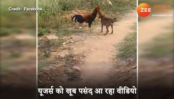 loving viral video of dog love and kiss hen most viral watch video smup