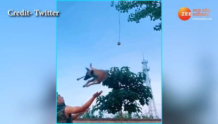 Doggy did dangerous stunts in the air watch viral video brmp
