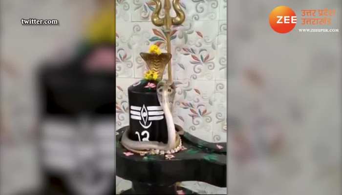 most shocking video of snake Clinged to shivling in temple viral on social media watch here uppm