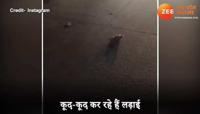 Cute fight video Chachundar fight in middle of the road most funny video gone viral in Social media SPUP