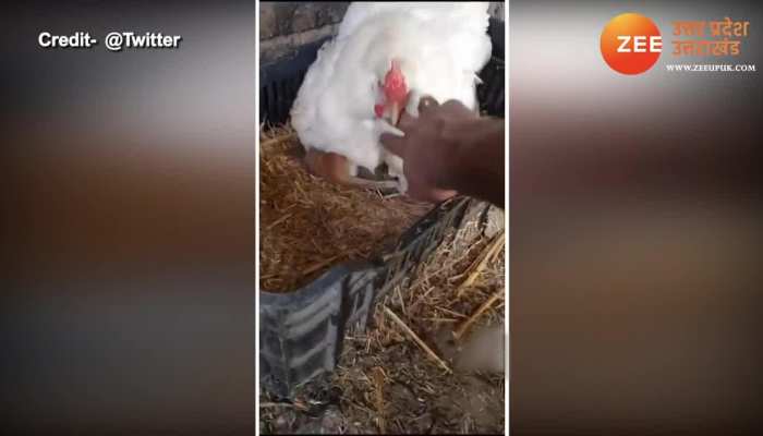 Watch Most Shocking Viral Video of hen hiding 3 kittens beneath her upns